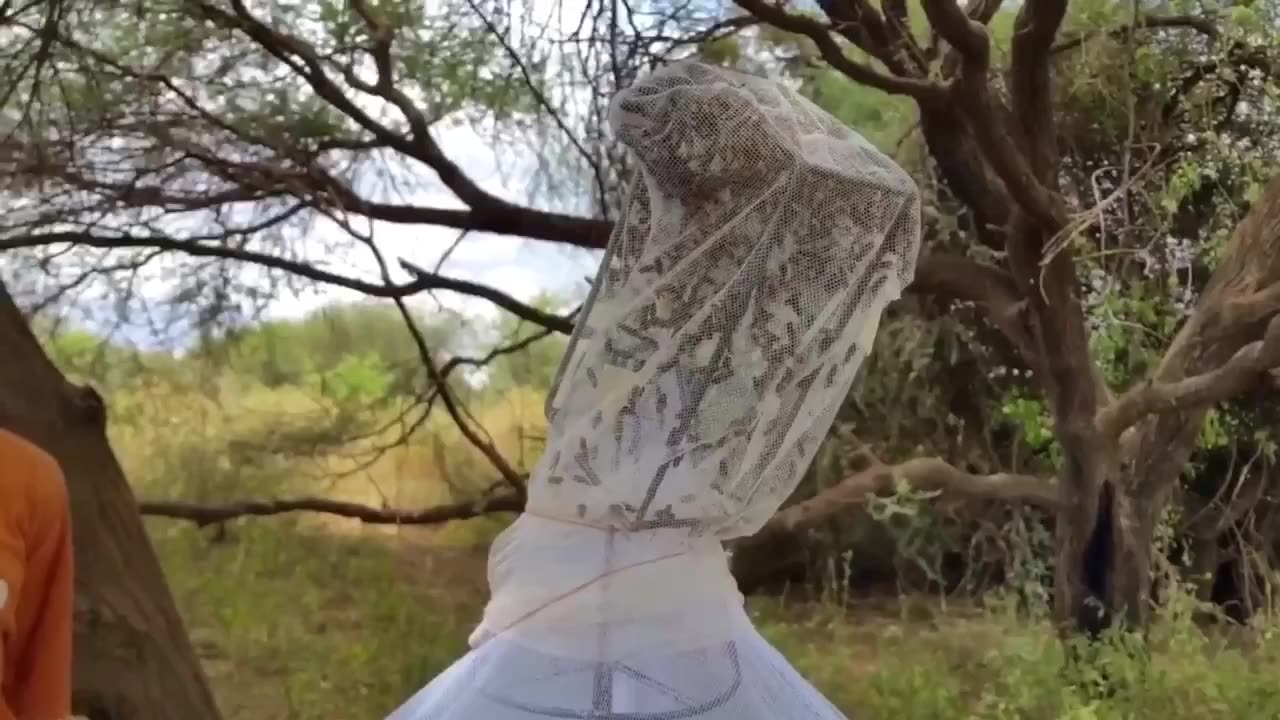 A Tsetse Fly Births One Enormous Milk-Fed Baby