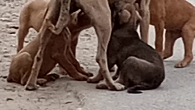 Bitch Feeding Puppies on the Road.