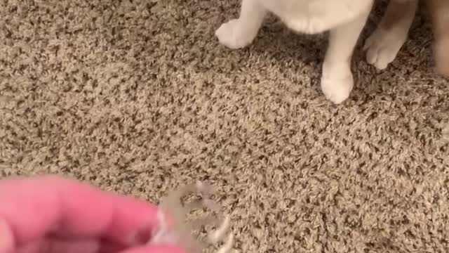 Fast Feline Loves Fetch