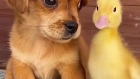 Cute dog videos