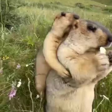 Gnam gnam: baruffe tra marmotte