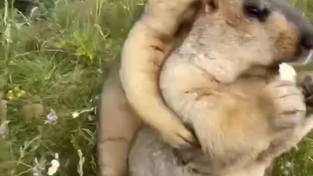 Gnam gnam: baruffe tra marmotte