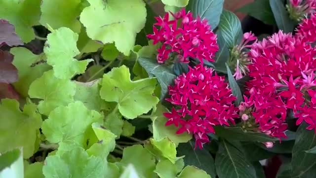 green plants flowers