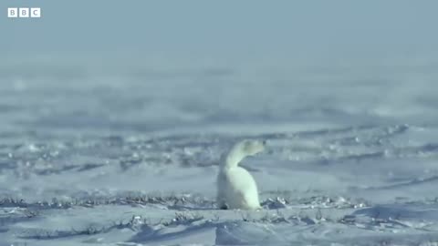 Arctic Fox Hunts With Its Ears | Spying the Wildlife |Mystery of Animals