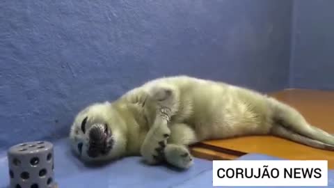 Baby Foca Music