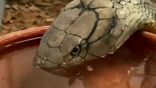 Cobra snake kite is better off staying away from them by popping a moanya