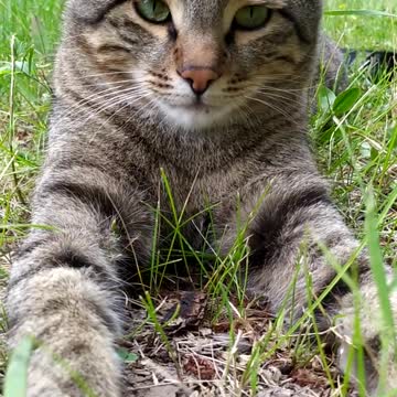 Beautiful cat with green eyes