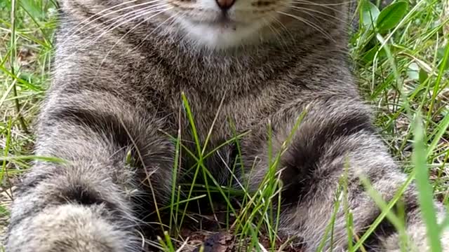 Beautiful cat with green eyes