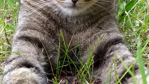 Beautiful cat with green eyes