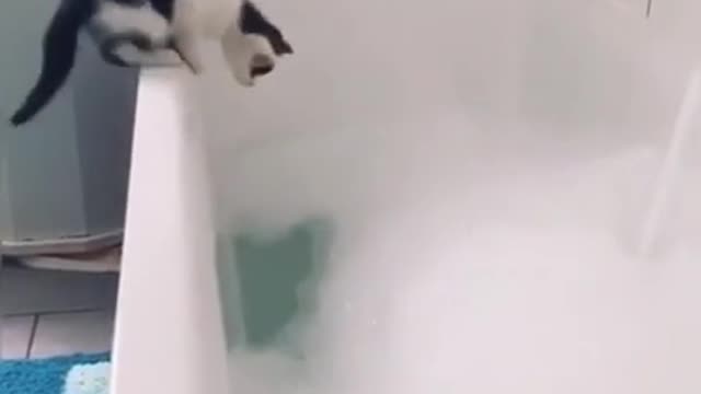 cute baby cat fall on bath faom , Funniest Cats, Best Funny Cat Videos Of This Week #short 23