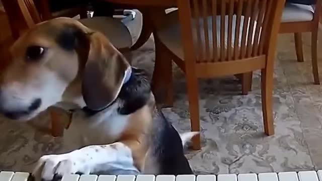 Dog playing the piano