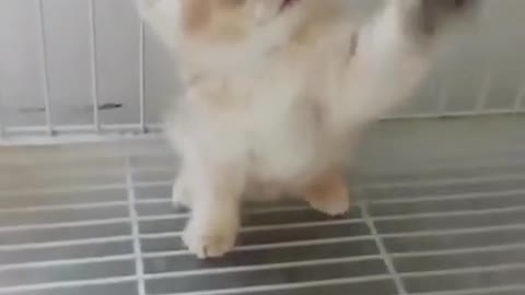 Super cute pet