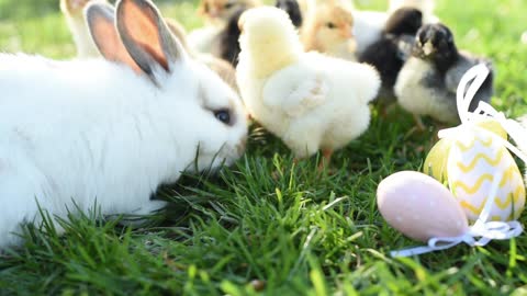 Close Up Newborn Chickens And Easter