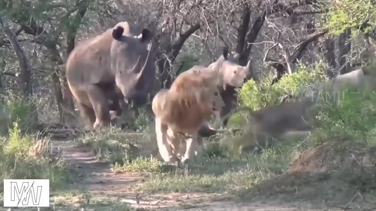 Animal comedy