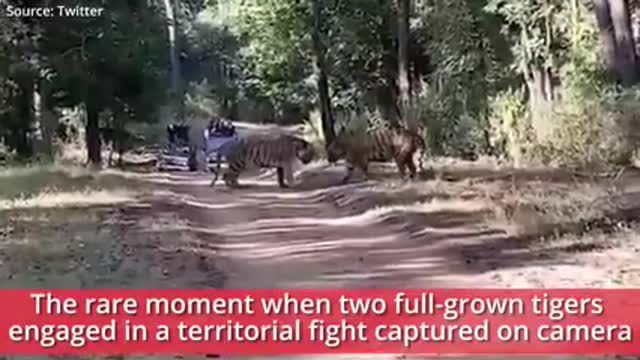 Watch full-grown Tigers 🐅🐅 engage in territorial fight..