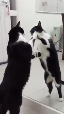 cat that does not understand what he is seeing there.