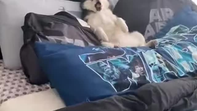 Super Cute Husky Laying In Bed