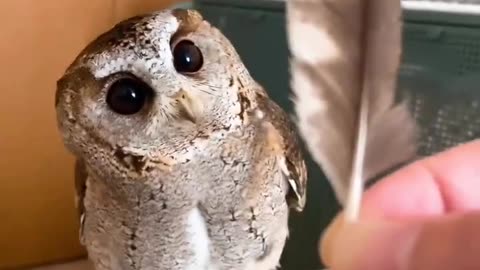 Beautiful owl