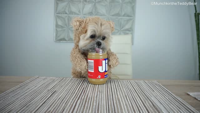 Munchkin the Teddy Bear loves peanut butter!