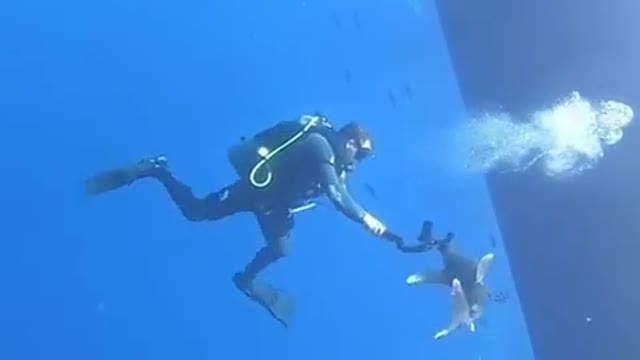 Scuba diver has close encounter with ocean's top predator