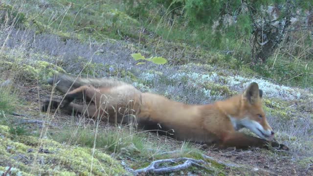 Feline fox