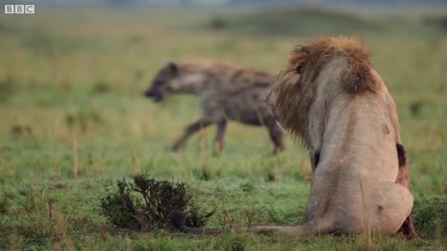 Hyena pack attacks lion | FULL CLIP