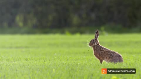 A brown innocent rabbit is eating grass