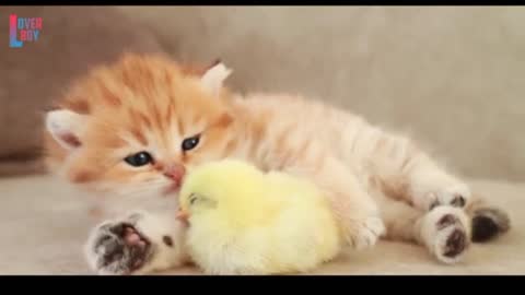 😘 So Cute 😍 3d Cat and Hen Baby 🤗