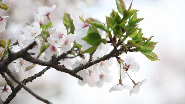 Tight shot cherry blossoms spring flowers the queen of spring korea cherry blossoms