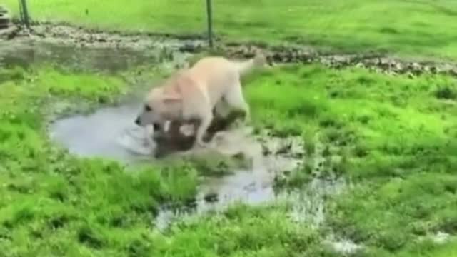 When a blind dog finds a puddle