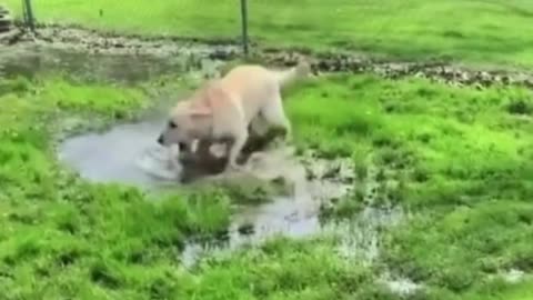 When a blind dog finds a puddle