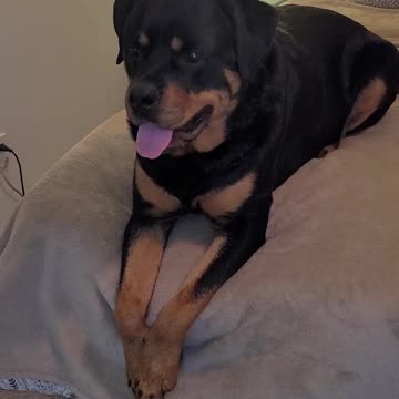 Bubbas A little hooked on YouTube lol