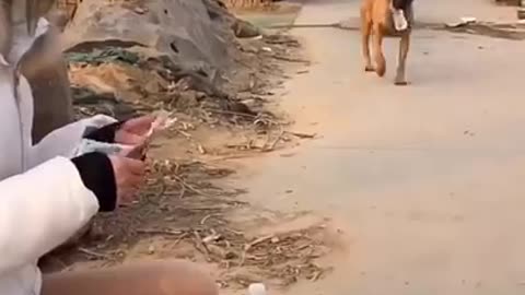 Smart Dog