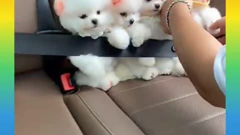 Cute funny dog