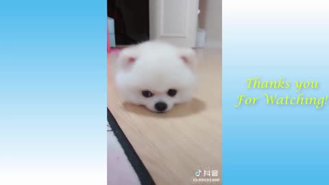 Funniest Animals