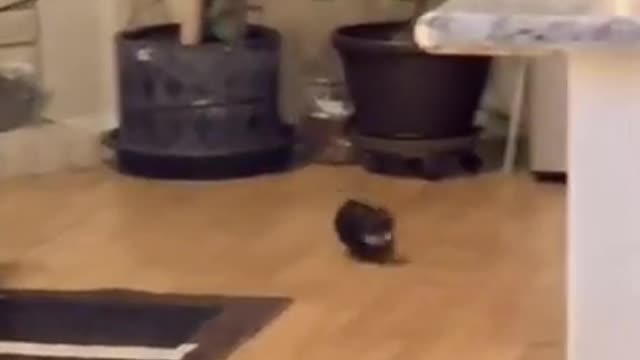 Funny and cute #shorts #dog