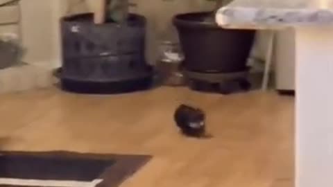 Funny and cute #shorts #dog