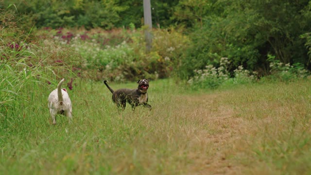 Dogs USA from