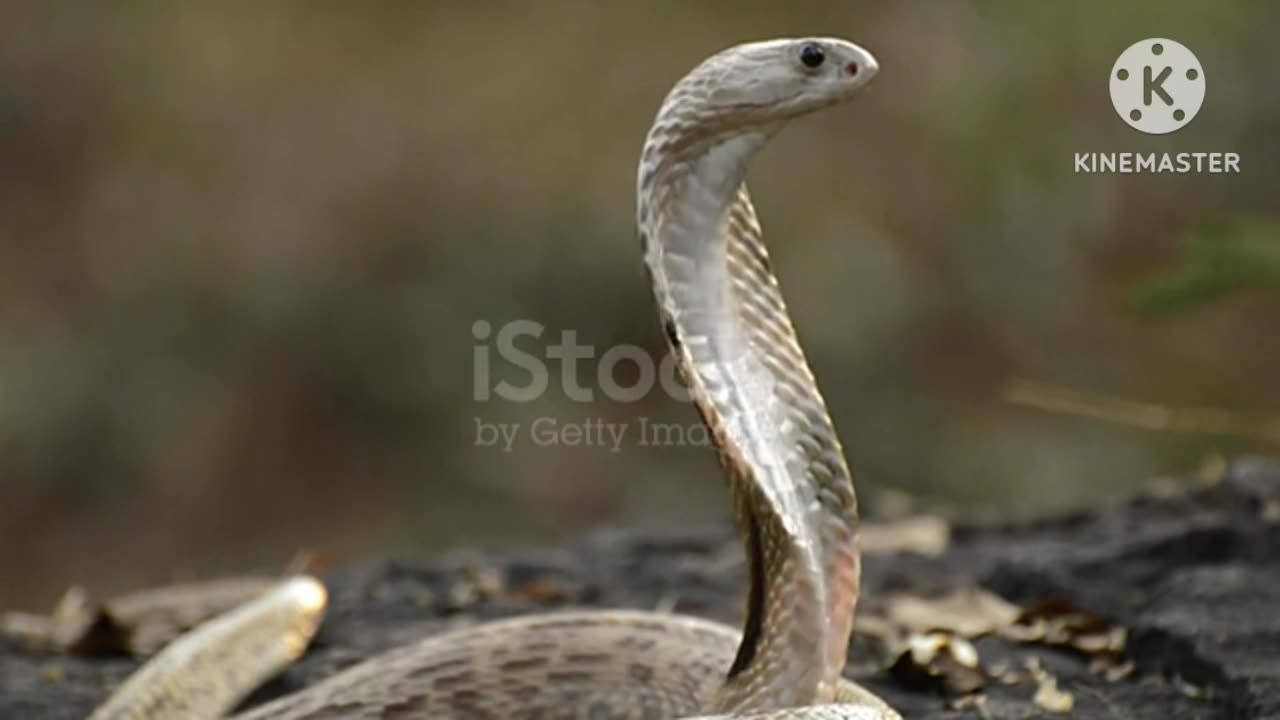 Nature king cobra snake