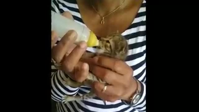 This kitten's mother passed away so we feed it with suitable milk from pet supply stores