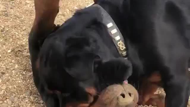 Rottweilers Training For UFC