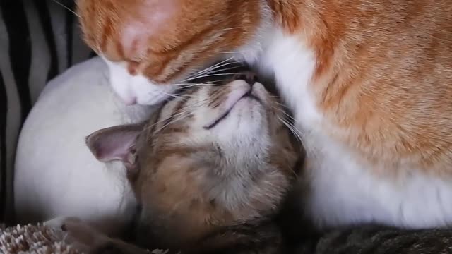 Cute cute cats😻😻😻
