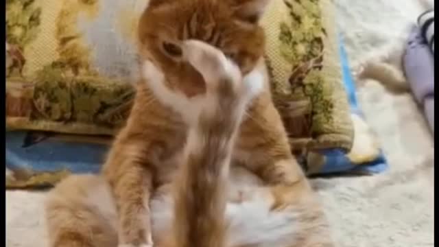 funny animals ,)))))