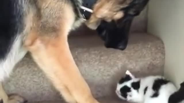 The German Shepherd and the little kitten