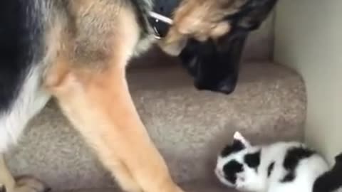 The German Shepherd and the little kitten