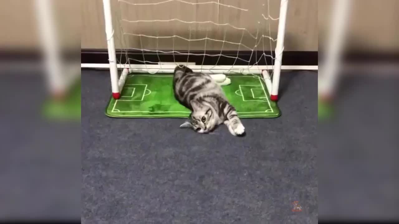 😹Cute Pets And Funny Animals Compilation #2