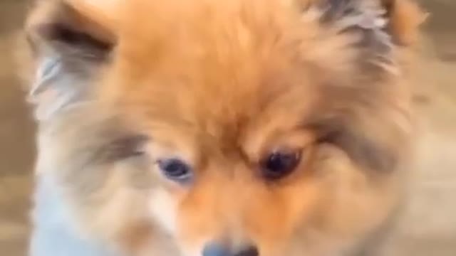 Funny Dog 🐕 Cute cat