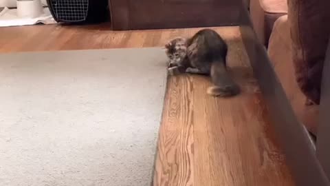 Cat having fun time