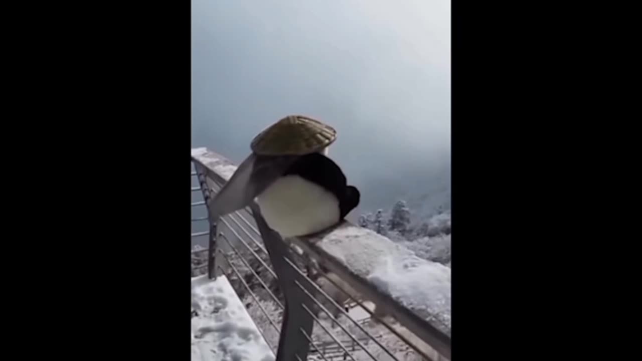 Kung Fu panda