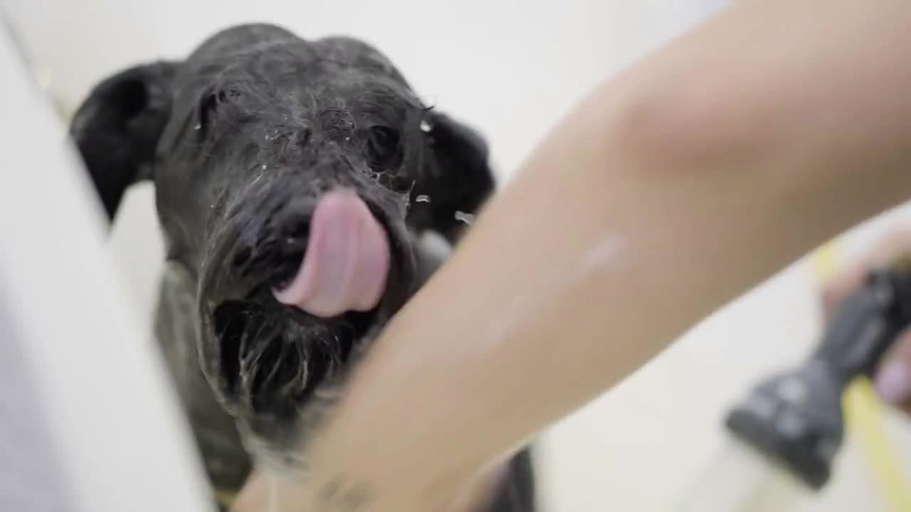 Young professional pet groomer washing black big dog's face with shampoo